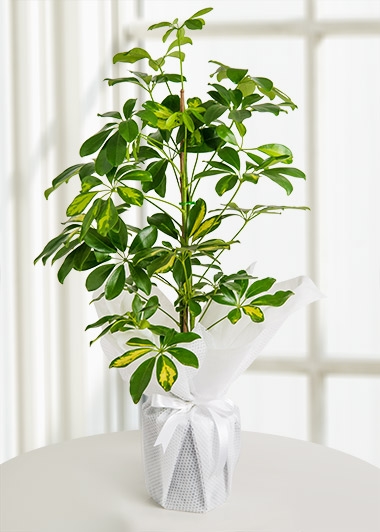 2 dallı Schefflera Canlı Saksı Bitkisi